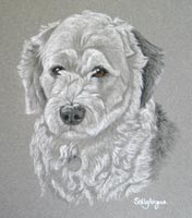 Keo - Old english sheepdog 