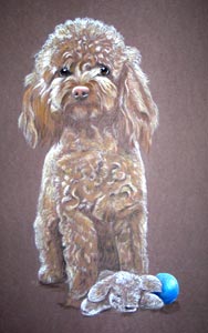 miniature poodle - Penny
