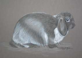 cashmere lop rabbit - Harvey