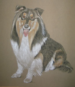 rough collie portrait - Robbie