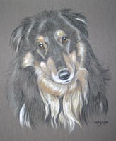 rough collie - glen