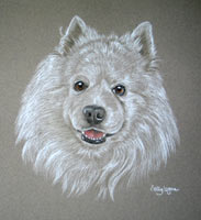 Samoyed portrait of Sam