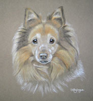 sheltie portrait - Dusty