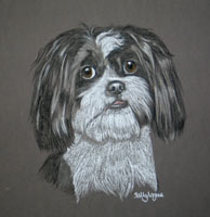 shih tzu portrait -  Buster