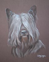 heidi - skye terrier portrait