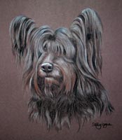 rosie - skye terrier