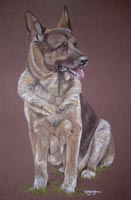 german shepherd dog - full body portrait of Marko