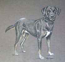 full body dog portrait - Harry