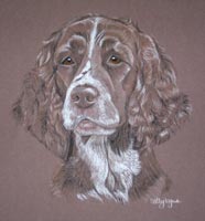 springer spaniel portrait Harvey