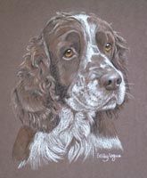 springer spaniel portrait - Toby