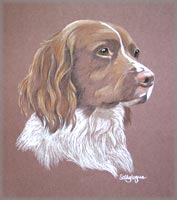 springer spaniel - Dillon