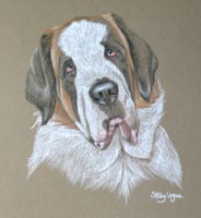 St Bernard portrait - Barcadi