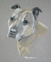 staffordshire bull terreir portrait - Flip