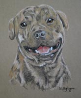 staffie portrait - Dylan