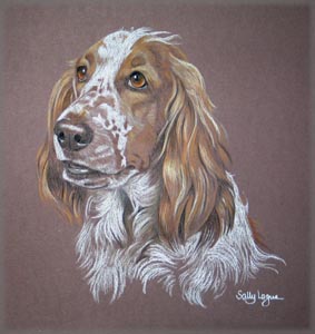 welsh springer spaniel - Willow