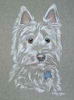 west highland terrier portrait - Beamish