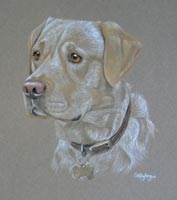 yellow lab portrait