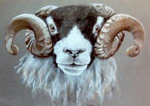 Prize Winning Swaledale Tup - Jack-Joe