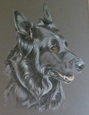 Sheeba - german shepherd dog