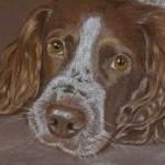 Willow - Springer Spaniel