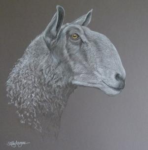 Blue Leicester Sheep