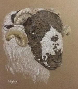 Rough Fell Tup