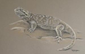 Frank - Bearded Dragon