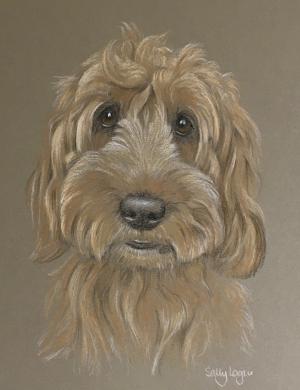 Archie -  cockerpoo portrait