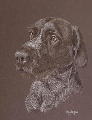 Bud - German Wire-haired Pointer Portrait