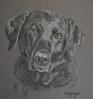 Max - Black Lab portrait