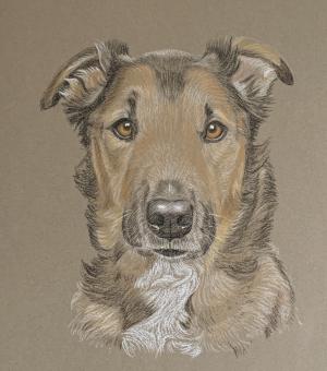 Ozzie - Cross Breed Portrait