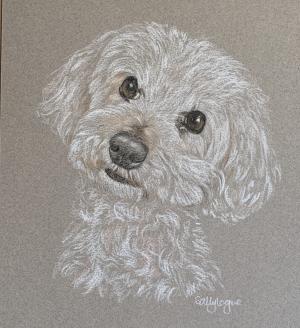 Alfie - Miniature Poodle Portrait