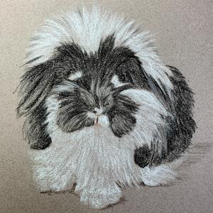 Milo - Black and White fluffy lop-eared Rabbit