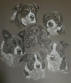 Portrait of 5 collies and a cocker spaniel