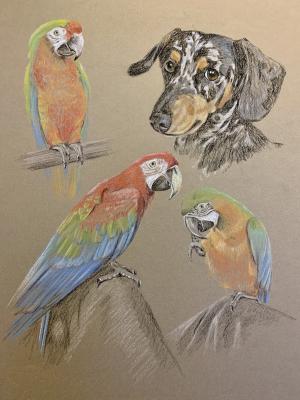 Iccy, Kimbles, Milo and Peanuts