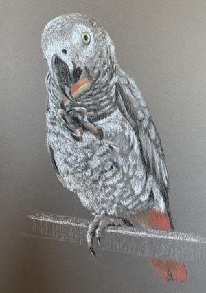 Jo Jo African Grey Parrot