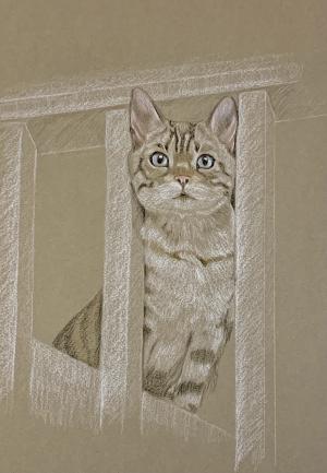 Bengal Snow Leopard - Cali