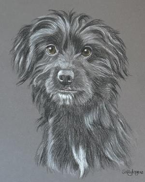 Leah - terrier cross