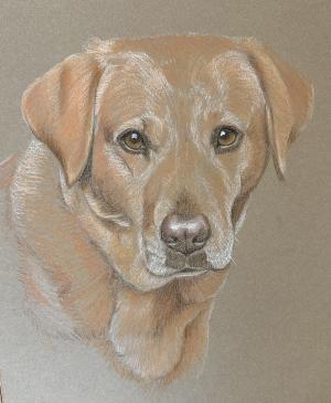 Willow - red fox lab