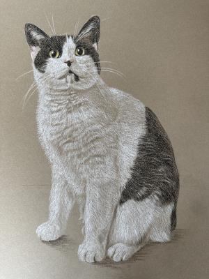 Black and White Cat - Lola