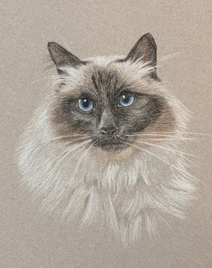 Thorin - Birman Cat