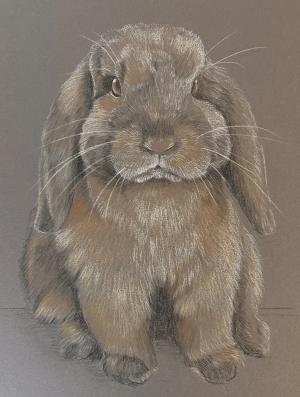 Dutch Lop Rabbit - Bertie