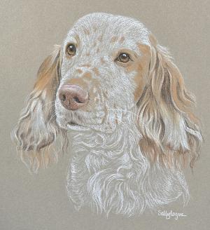 Pogo - Cocker Spaniel