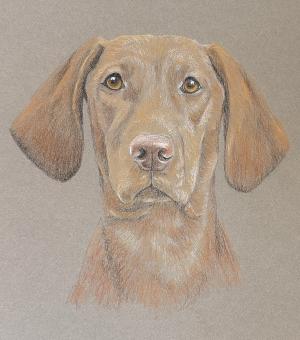 Sasha - Hungarian Vizsla