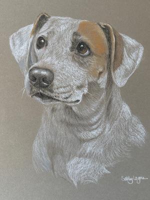 Pip - Jack Russell x