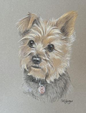 Yorkshire Terrier - Teddy