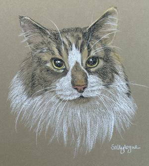 Tabby and white Cat - George 