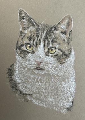 Tabby and White Cat  - Hamish