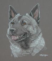 elkhound portraits - Rusky