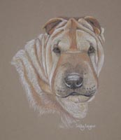 shar pei picture - portrait of Chez-Ney